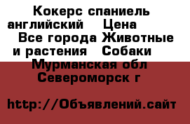 Кокерс спаниель английский  › Цена ­ 4 500 - Все города Животные и растения » Собаки   . Мурманская обл.,Североморск г.
